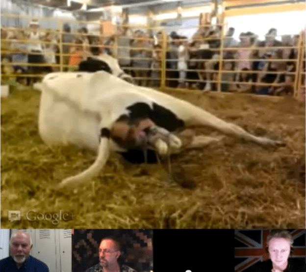 Live Rindergeburt via Hangout on Air