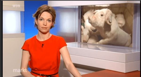 Massentierhaltung - Ja Bitte!