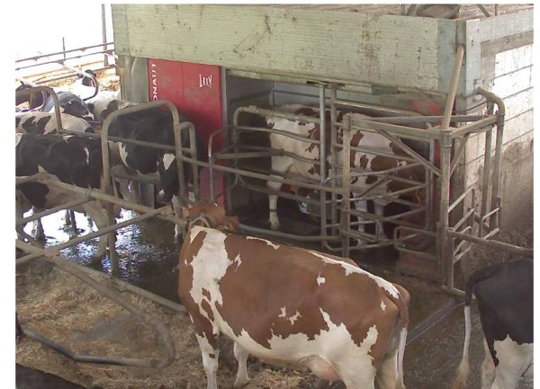 Webcambild aus dem Stall von Andrea Rahn-Farr