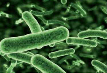 Mikroorganismen Quelle Viessmann