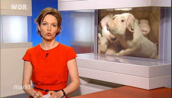 WDR-Sendung Gegen den Strich Massentierhaltung Ja bitte Screenshot