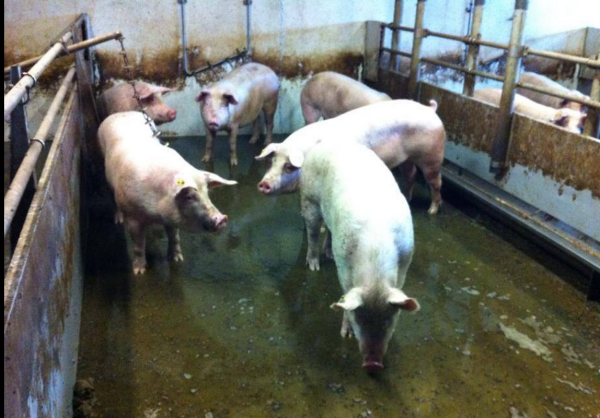 Geflutete Schweinebuchten im Stall der Brokser Sauen Foto: Brokser Sauen