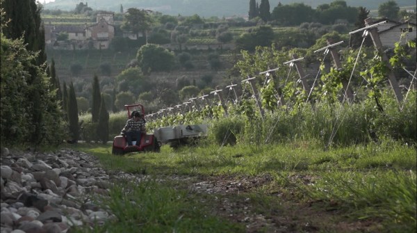 Der Ziesel mit Anhänger im Weinberg