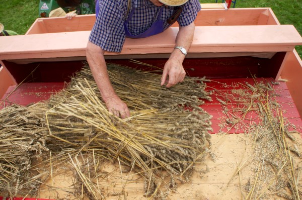 Bestückung des Dreschwagens mit den Getreidebündeln