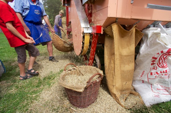 Spelzen werden ausgeblasen und das schwere Korn landet in den weißen Säcken