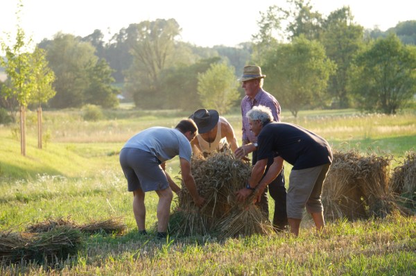 Aufstellen der Garben zum Trocknen